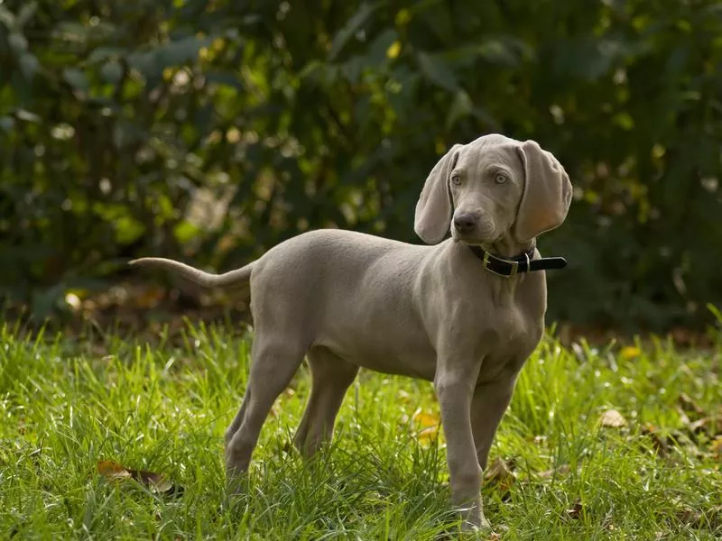 Weimaraner