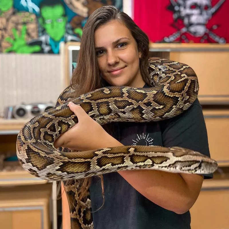 Pet Burmese python