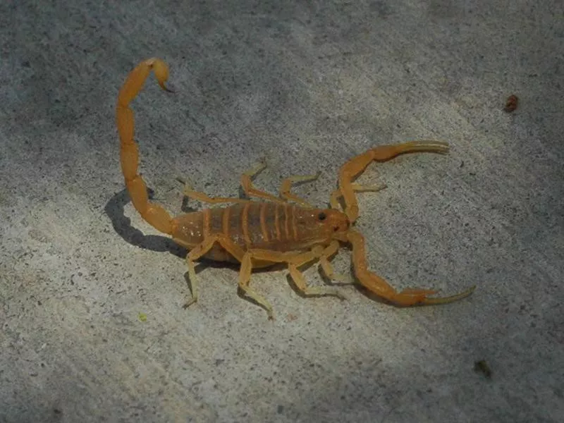 Arizona Bark Scorpions