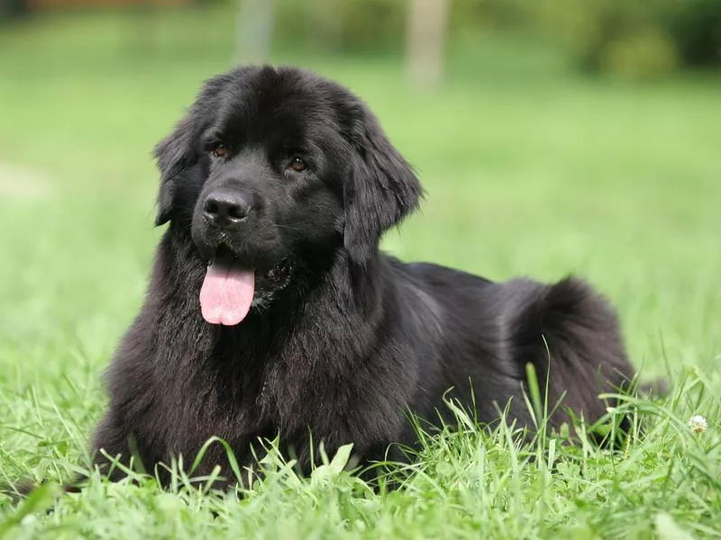 Newfoundlands