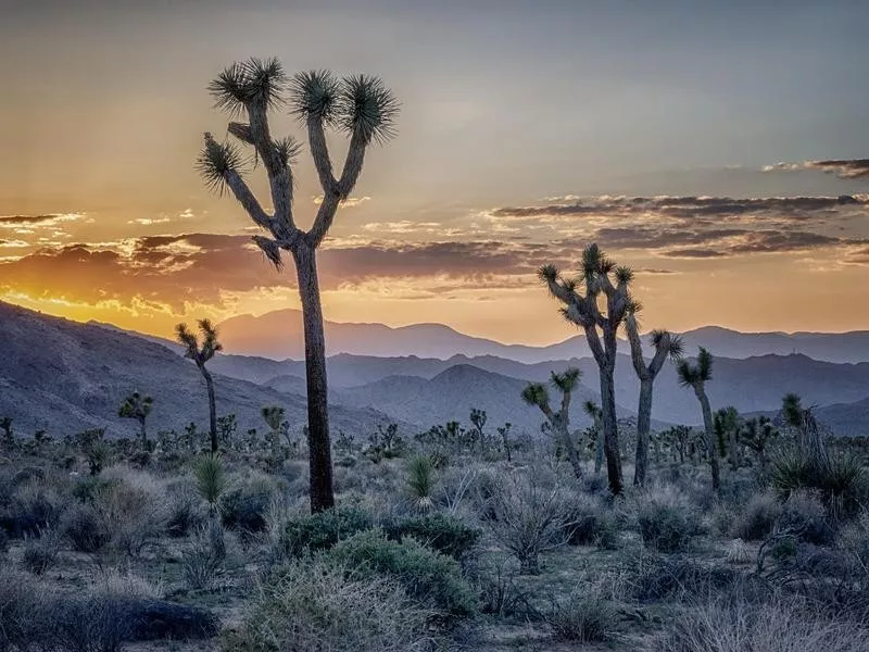 Joshua Tree National Park