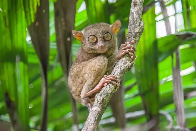 Philippine Tarsier