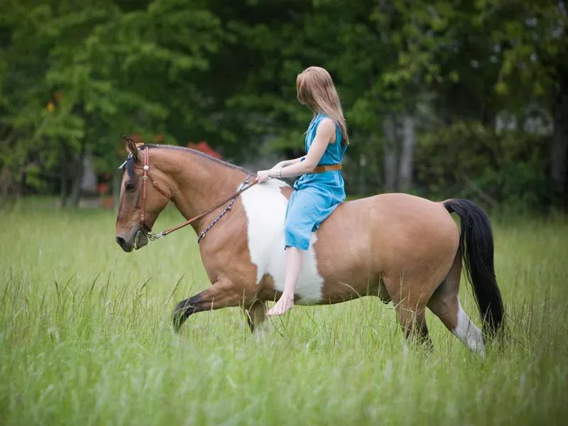 Young woman on Tennessee Walking Horse