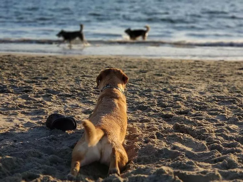 Dog relaxing at Rosie's Dog Beach