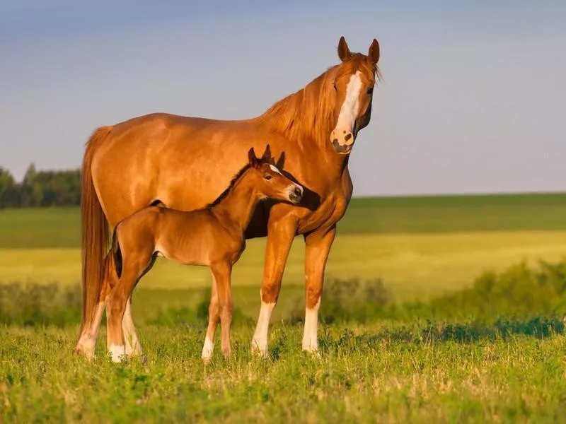 Mare with foal