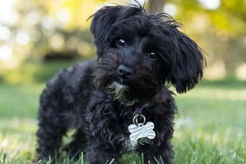 Yorkipoo