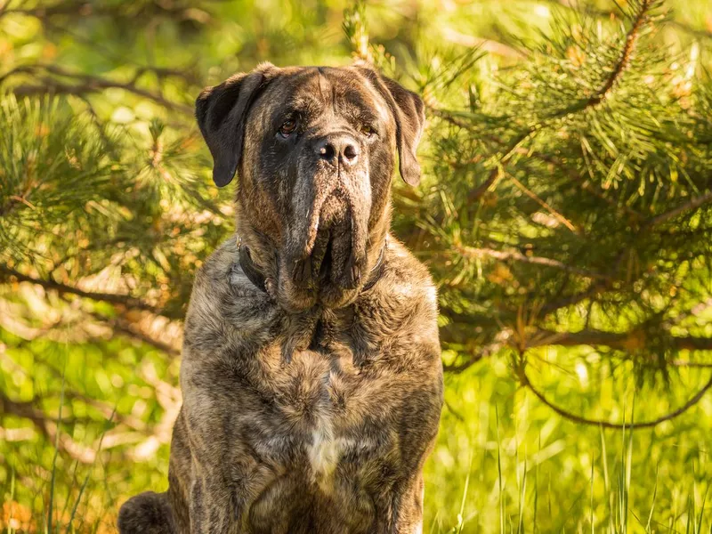 Mastiff dog in a forest with golden sunrise hues