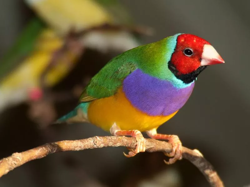 Gouldian Finch