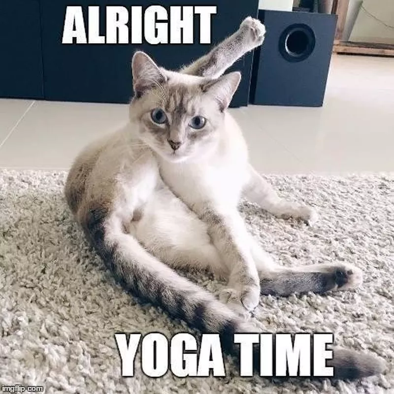 Yoga cat meme