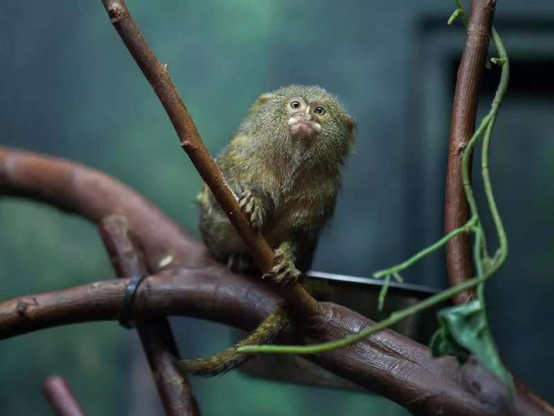 Pygmy marmoset (Cebuella pygmaea).