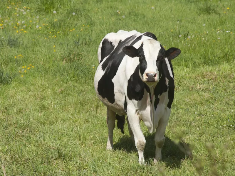 Pregnant Holstein Cow