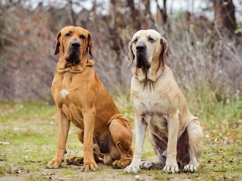 Fila Brasileiro