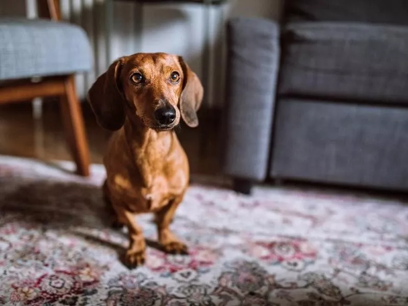 Dachshund