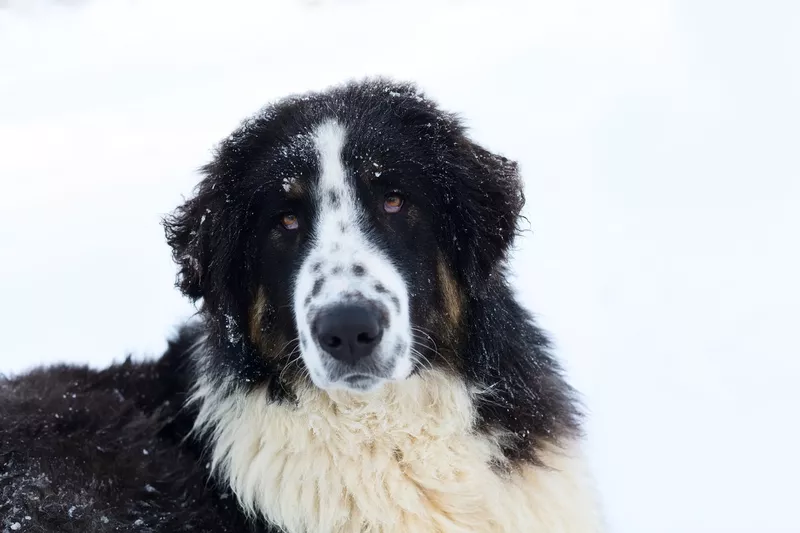 Bulgarian Shepherd Dog