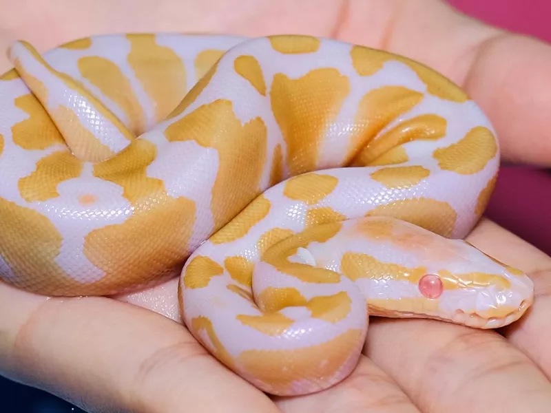 Snake on hand. Ball python