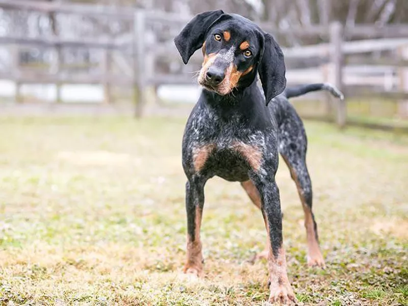 Bluetick Coonhound