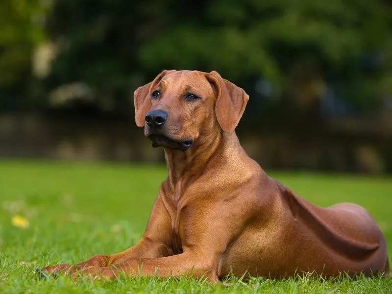 Rhodesian Ridgeback