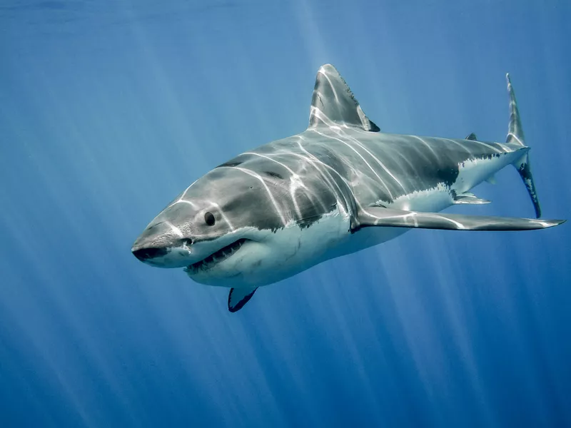 Great white shark