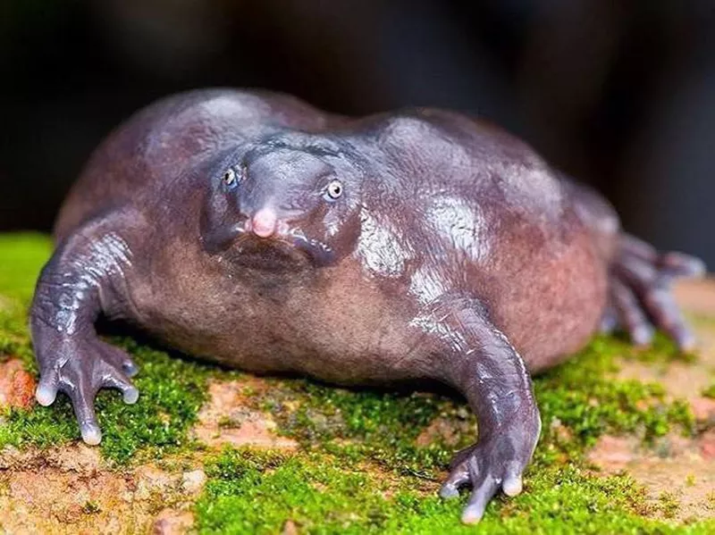 Indian purple frog