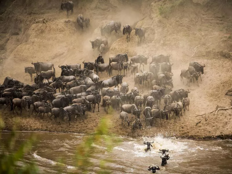 Crossing the Mara River