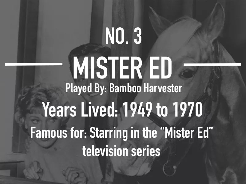 Mister Ed