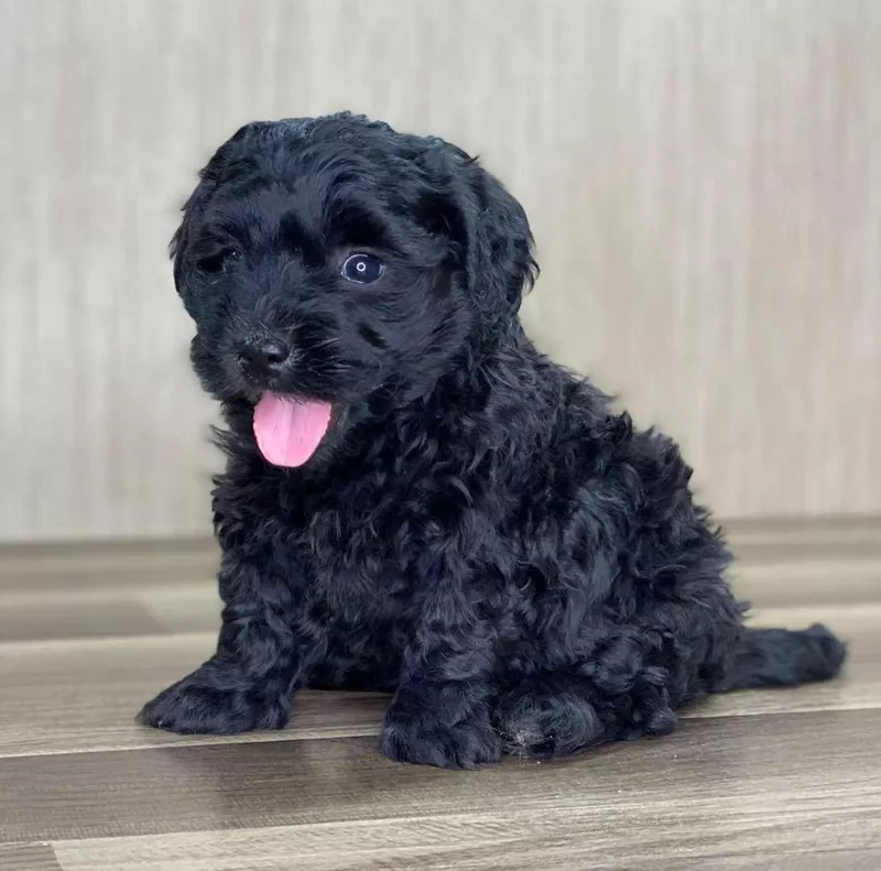 Yorkie Poo pup