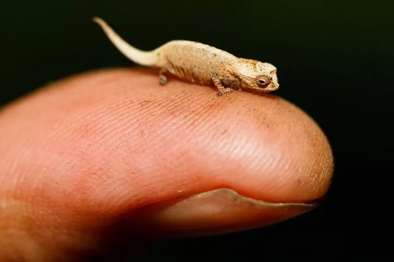 Brookesia Micra Chameleon