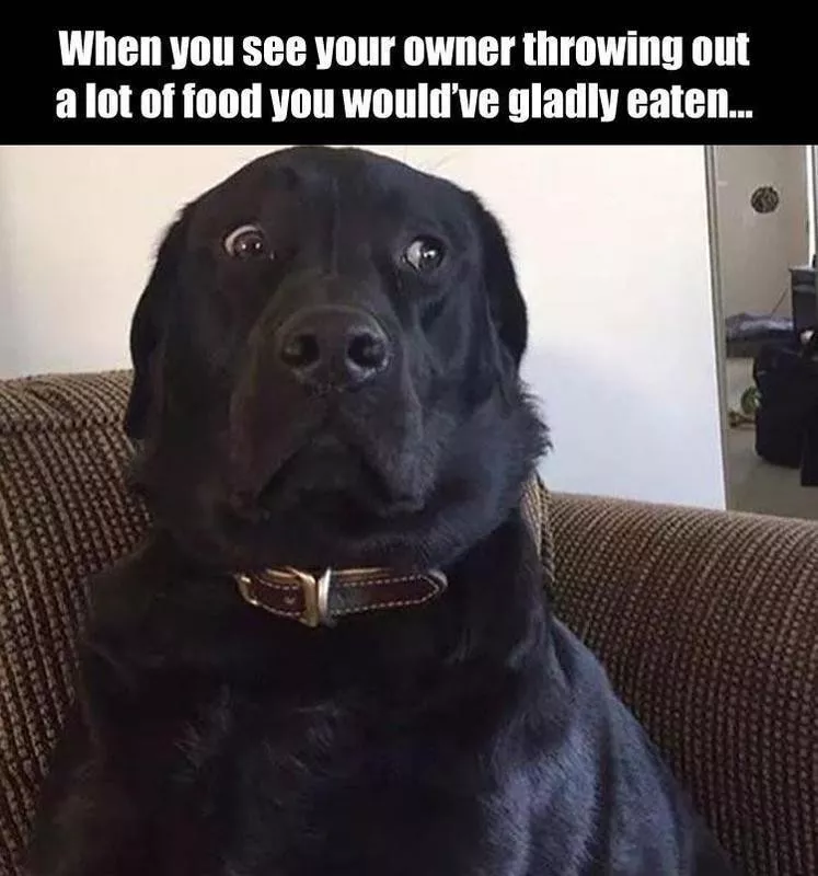 Dog doesn't like wasting food