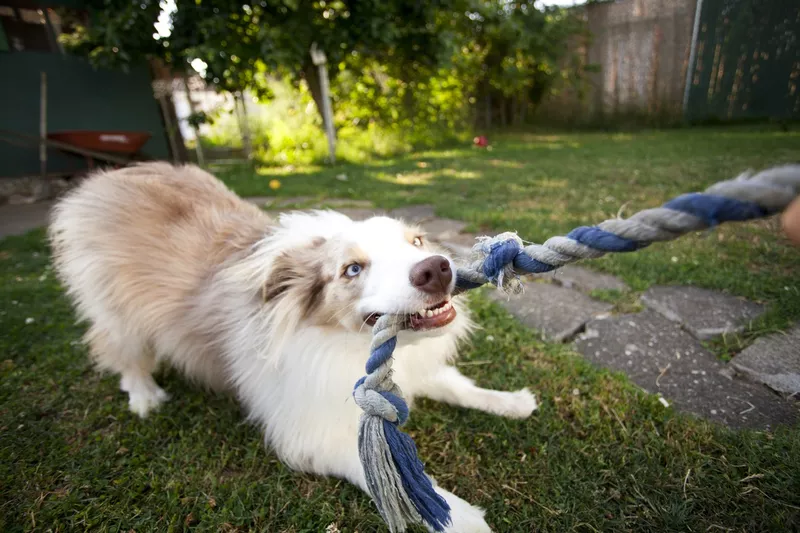 Puppy tugging on a rope