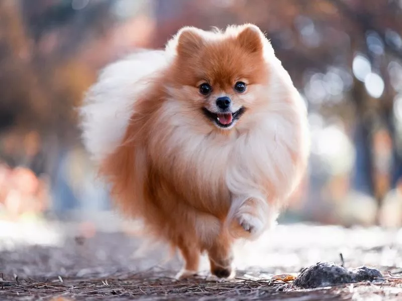 Pomeranian