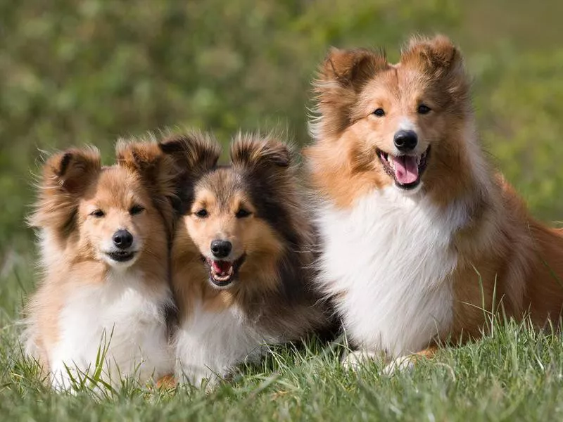 Cute Shelties