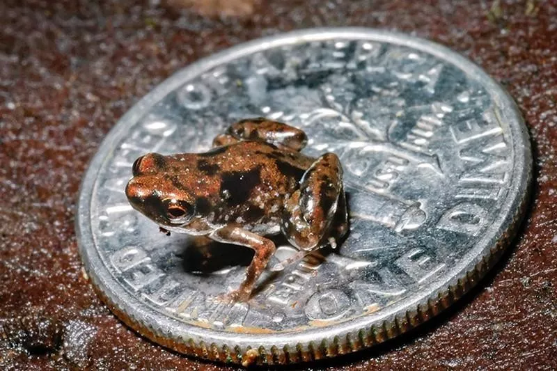 Paedophryne Amauensis Frog