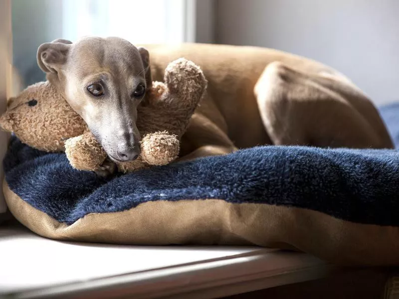 Italian Greyhound