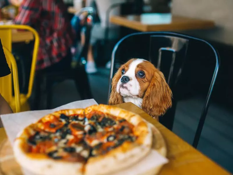 Dog at a restaurant