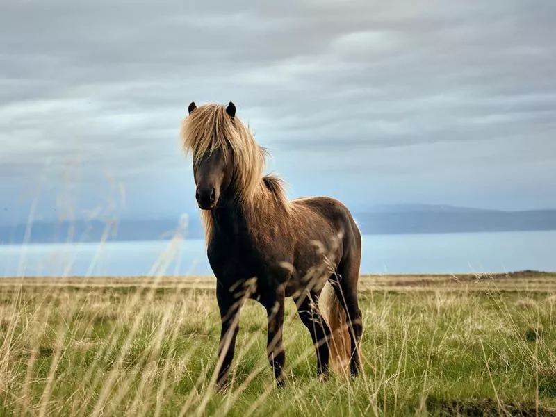 Icelandic Horse