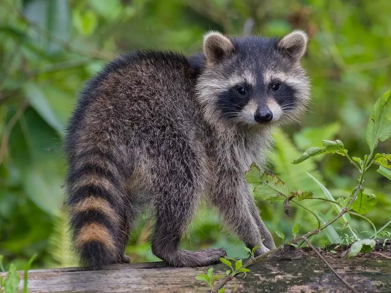 Raccoon