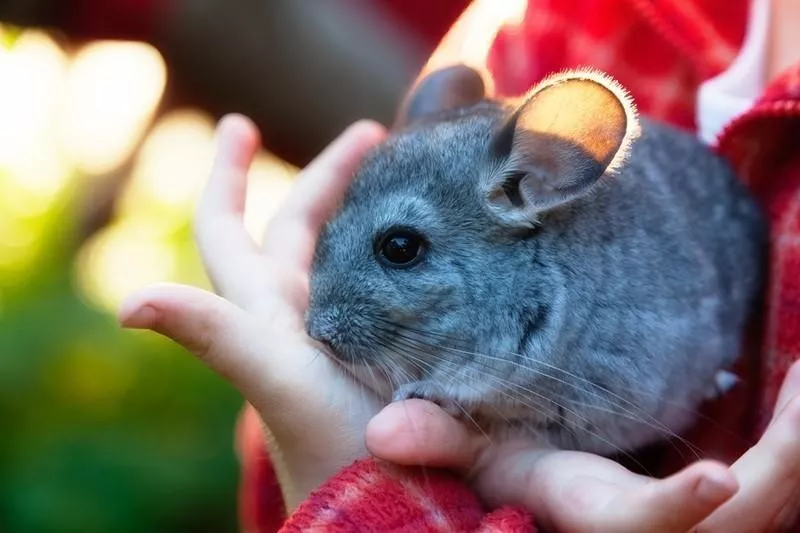 Chinchilla