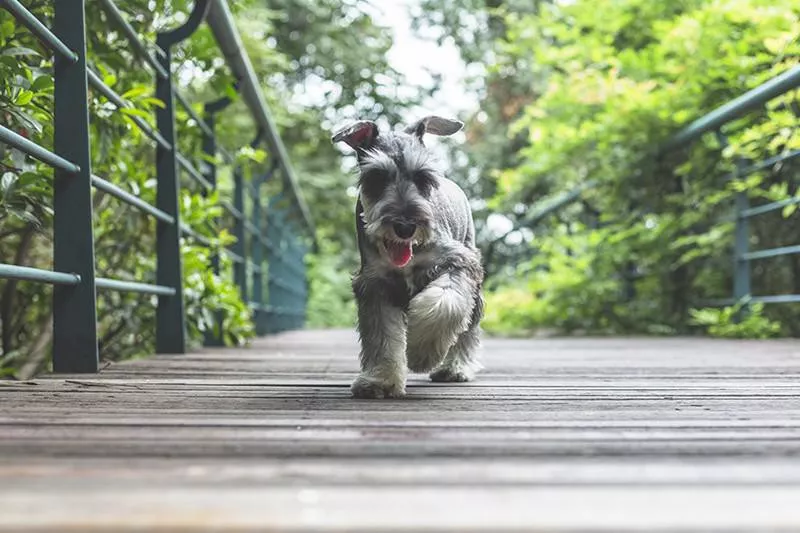 Miniature Schnauzer