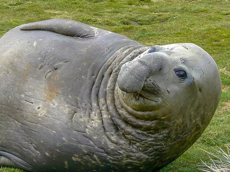 Southern Elephant Seal