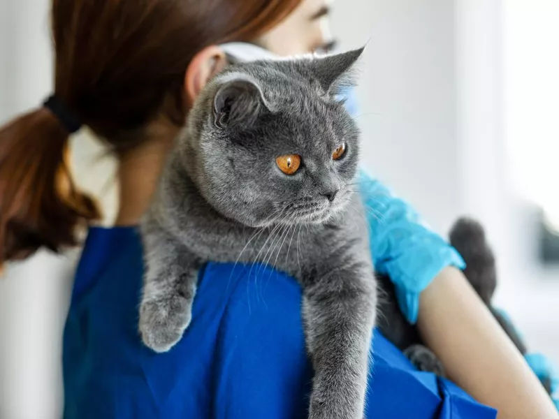 British Shorthair