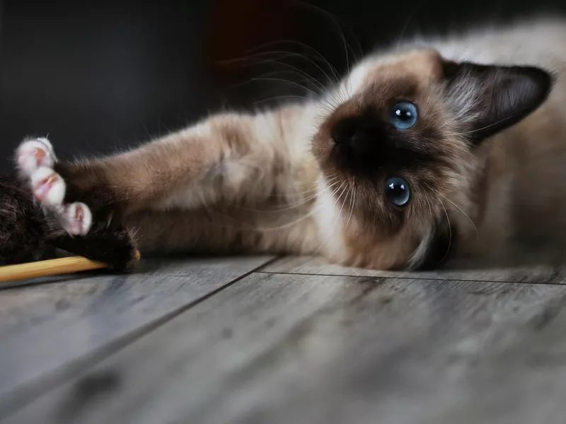 Burmese cat plays on the floor