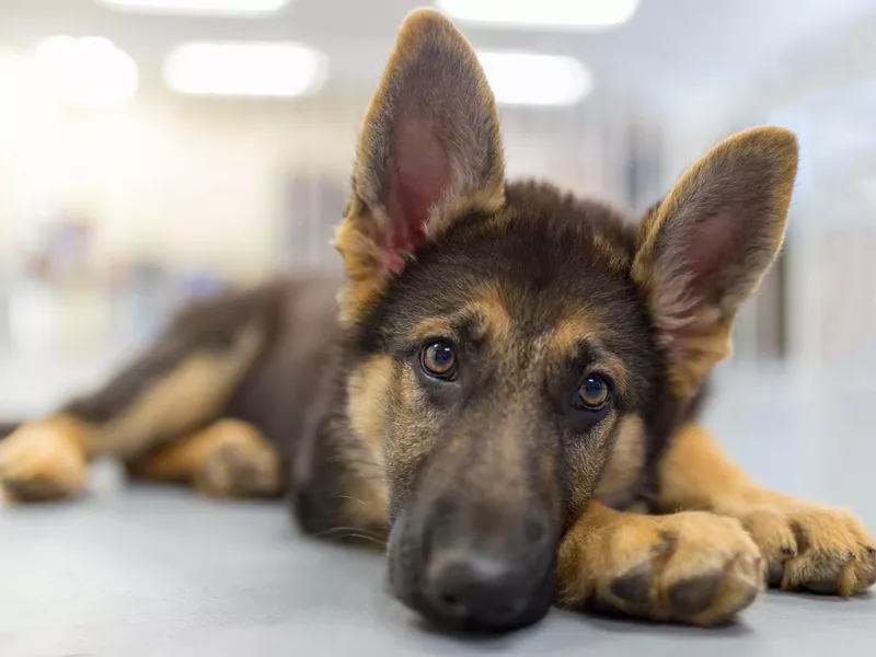 German Shepherd Puppy Laying Down