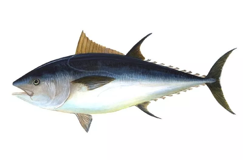 Atlantic Bluefin Tuna Illustration