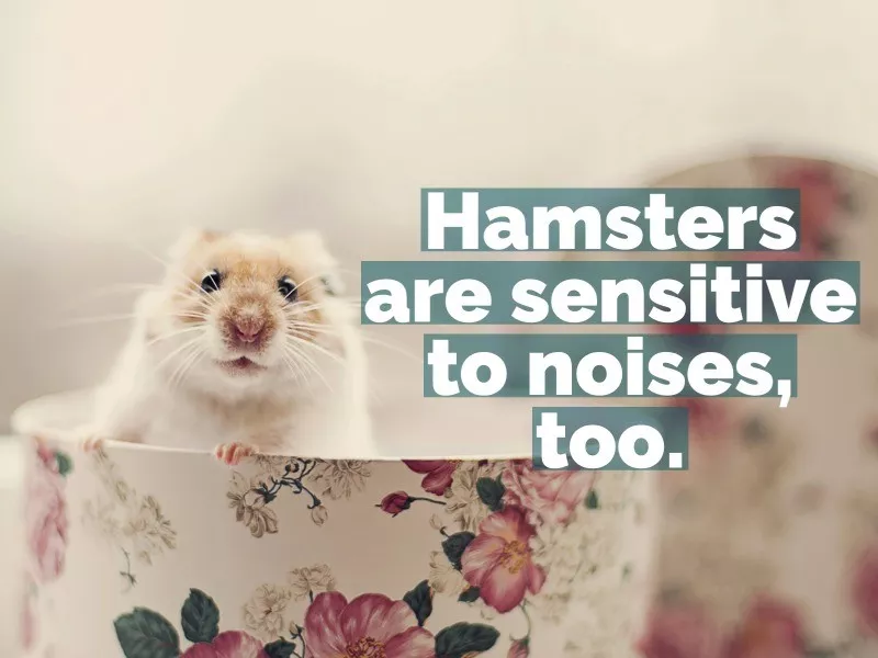 hamster