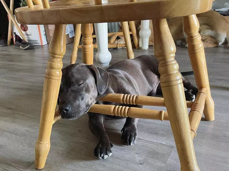 Dog sleeping on chair