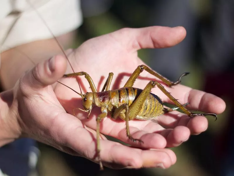 Giant Weta