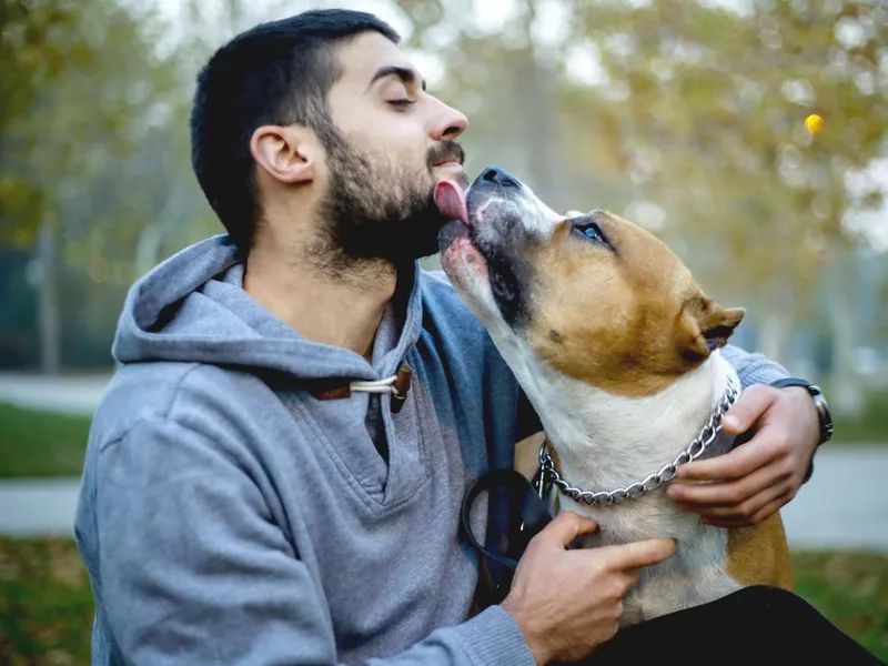 Young man kissing his amstaff