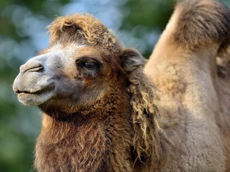 Bactrian Camel