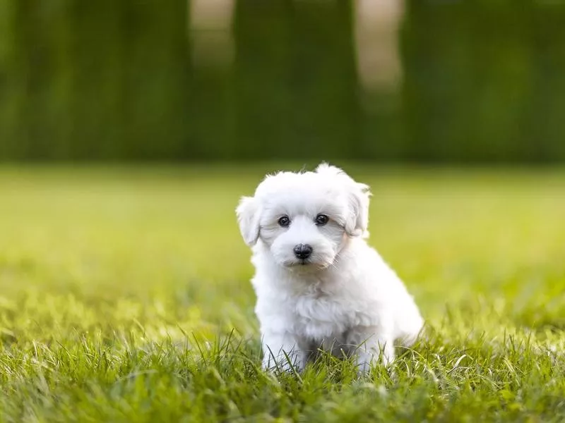 Coton de Tulear