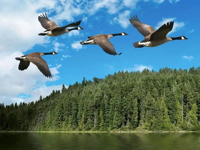 geese